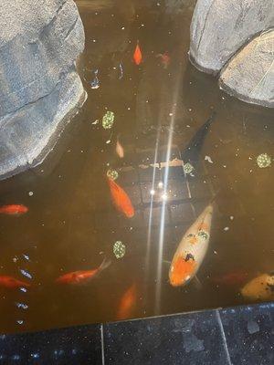 said koi fish (this is about a foot and a half deep and you can't see the bottom)