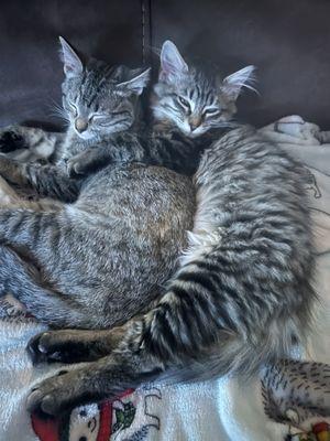 Jazzie and Poppie snuggling on the couch.