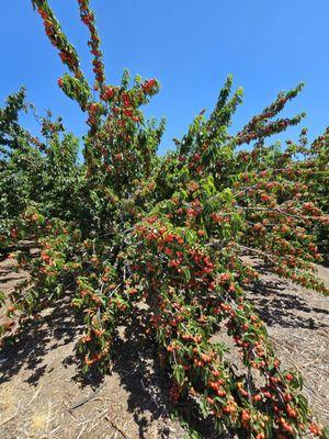 Cherry trees for days