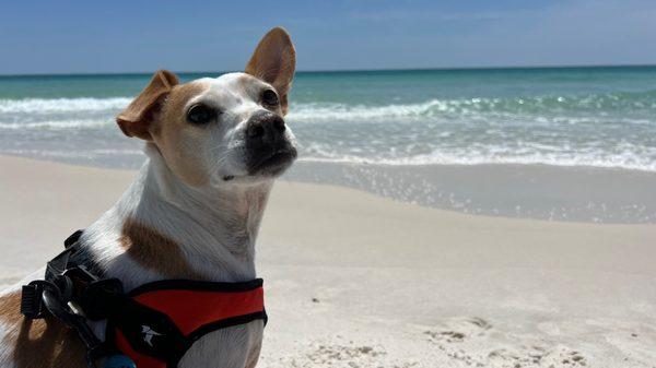 Pensacola Dog Beach East