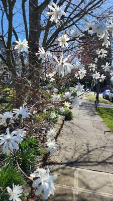 Street parking, but pleasant walk to Spinnaker Chocolate (3/15/24)