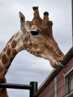 Natural Bridge Wildlife Ranch