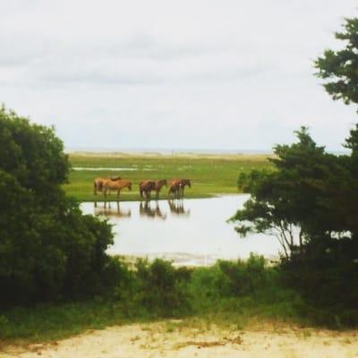 The horses of Carrot Island