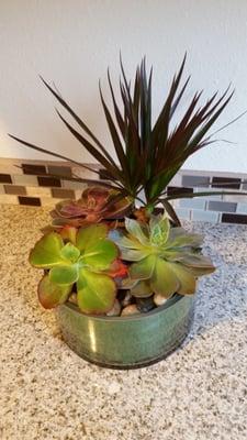 Beautiful succulents I got for my mom!