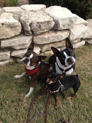 Snuggles, Chloe, and Cookie