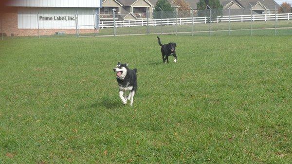 Big Dog Play Yard Fun