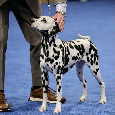 Non-Sporting Group Winner is Pumpkin, a Dalmation. Bill McCay/NBC