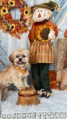 fall pict from the best place to grooming your dog