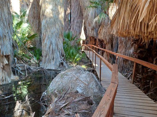 McCallum Trail - boardwalk goes right through the oasis.