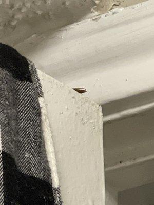 Roach on top of laundry room door