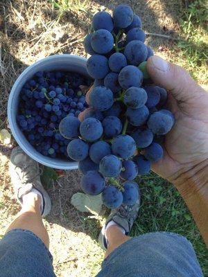 Grape harvest.