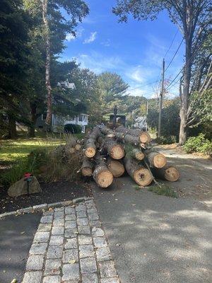 Lower "healthy" tree had serious internal damage.