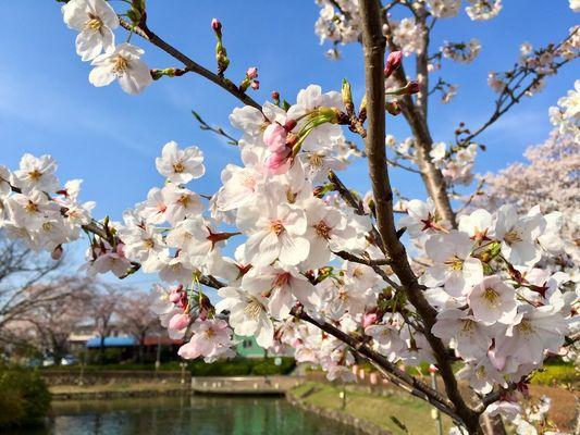 Cherry blossoms, a flower that blooms for only one week in April