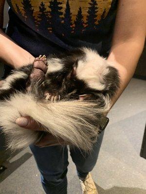 Skunk at animal encounter