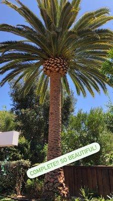 Conejo Valley Tree Service