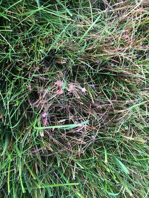 Red thread fungal disease on lawn