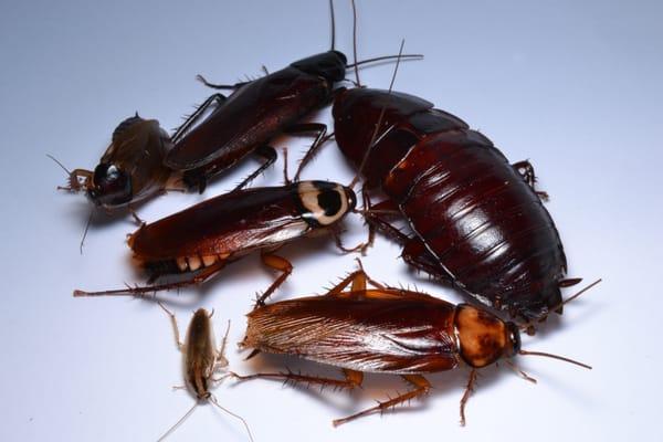 Nasty Cockroaches!