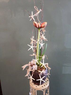 Amaryllis......just about to bloom with starfish/raffia accent shipped to Harry Miller Florists from CA.  Perfectly accented our gift!