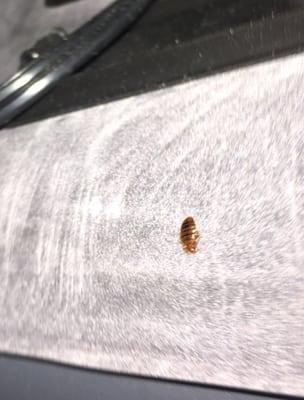 Even air mattresses aren't safe against bedbugs