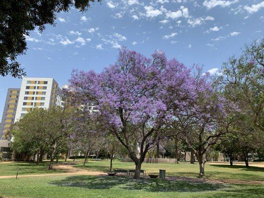 Love Jacaranda!!