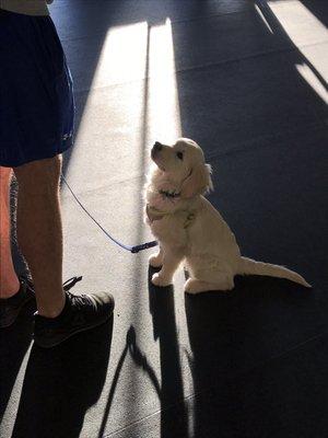 Beautiful puppy attention learned during Puppy Start Right class!