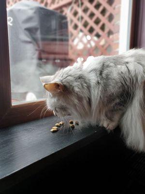 Scarlett eating treats!