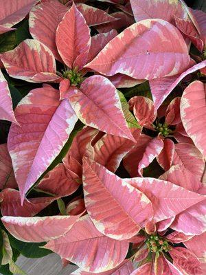 Poinsettias