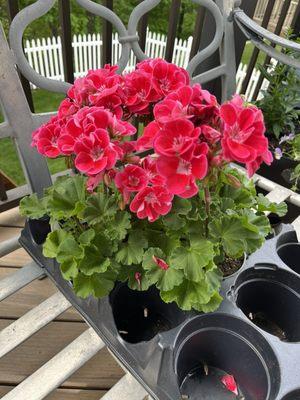 Geraniums