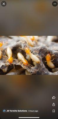 JD Termite Solutions