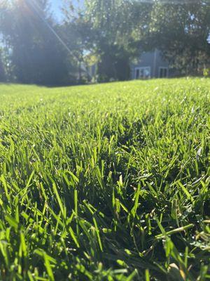 Beautiful freshly cut grass