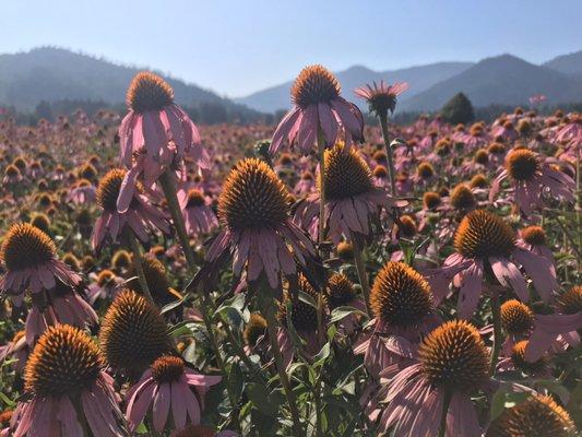 Field of Echinacea.