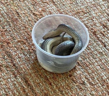 Dead snake in container that is way too small.