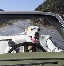 Paw Taxi -  leave the driving to us to transport your pet to appointments etc