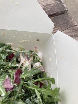 Arrosto Salad With Bugs