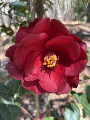 Camellia blooming early March. Would recommend February for full blooming