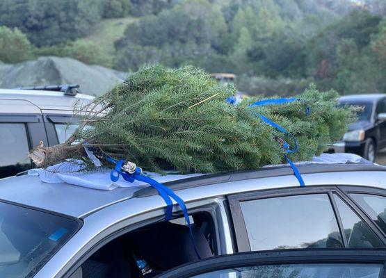 Strap backwards with trunk facing forward, if you don't have roof racks straps go through door frame and not window.