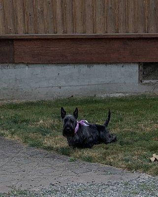 Addie our Scottish Terrier after her second grooming appointment.