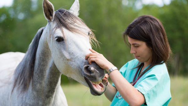 Califon Animal Hospital