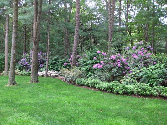 Woodland garden in East Hampton