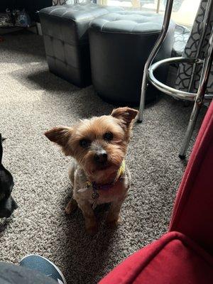 Brownie after her grooming