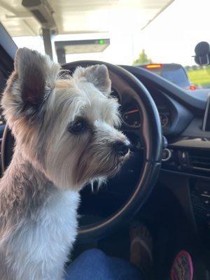 Yorkshire Terrier