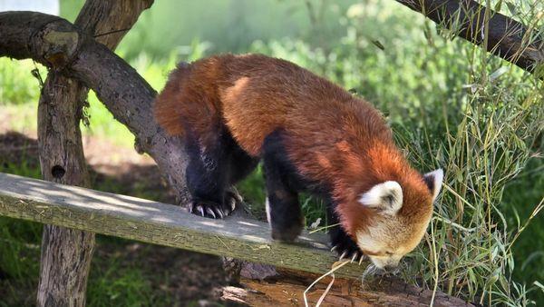 Sumo the Red Panda