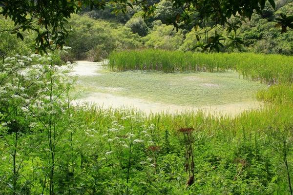 Lake Trail.