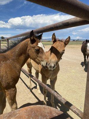 2023 foals at Avaritte Performance Horses in Austin Colorado