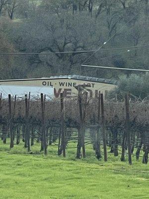 Falcon on vineyard post