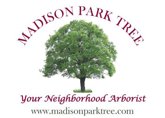 Madison Park Tree