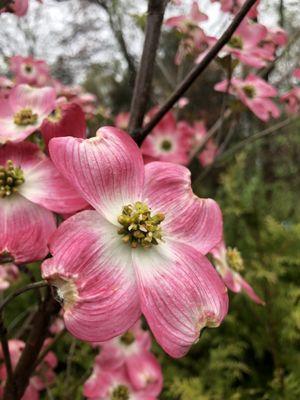 Cherokee Brave Pink Dogwood