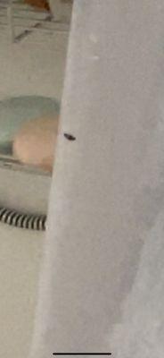 A ROACH ON MY SHOWER CURTAIN