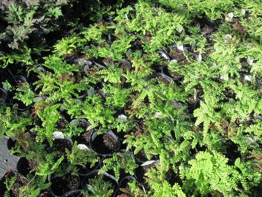 Northern Maidenhair Fern