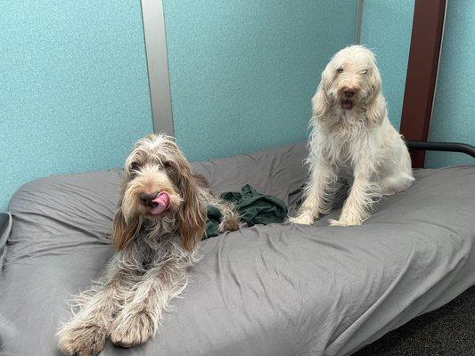 Lula and Daisy getting ready for dinner!